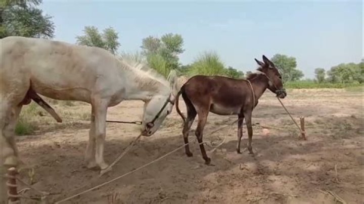 Donkey Mating Secrets: What You Need to Know Now!