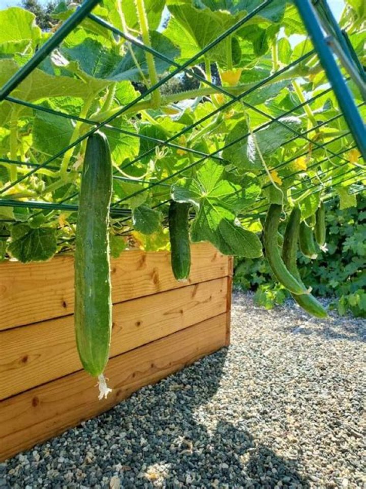 Found the cucumber to make all the trans mascs jealous